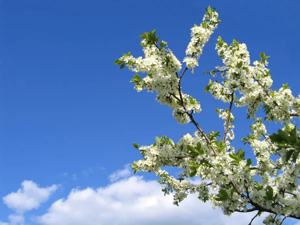 Ветвь цветущего дерева — стоковое фото