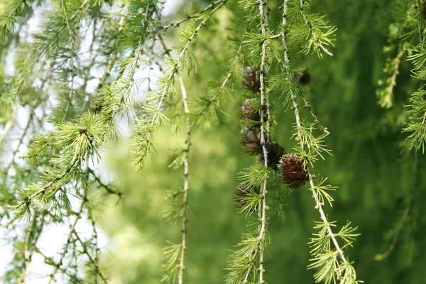 Zimní větev borovice — Stock fotografie