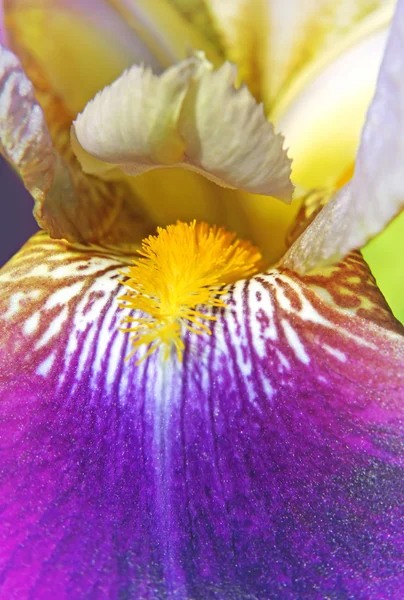 Schöne Irisblüte — Stockfoto