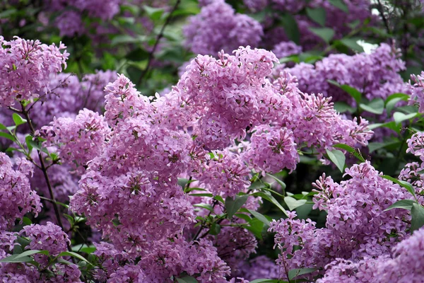 Blossoming lilac — Stock Photo, Image