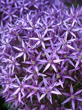 Blossoming purple allium background clipart