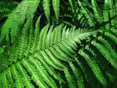 Green fern leafs background clipart