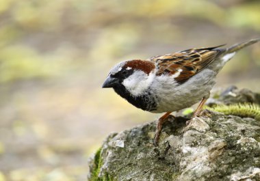 Single sparrow clipart