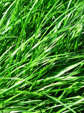 Taze yeşil çimenler