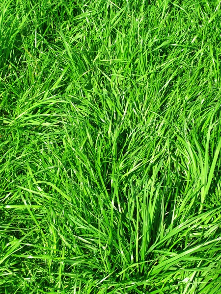 Ferskt grønt gress – stockfoto