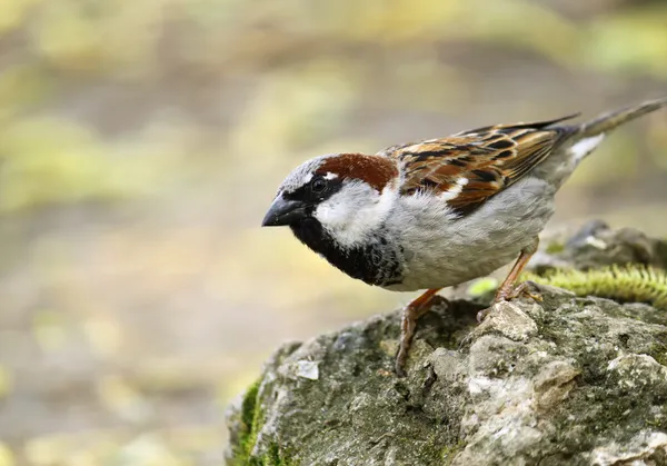 Één sparrow — Stockfoto