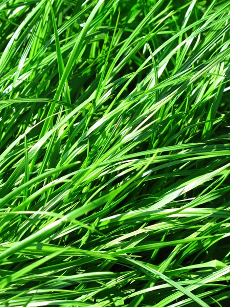 Vers groen gras — Stockfoto