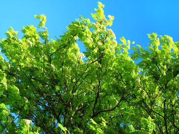 Zelený strom na modré obloze pozadí — Stock fotografie