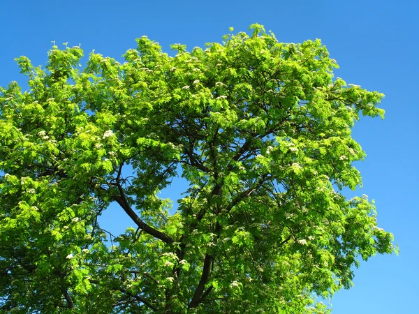 Zelený strom na modré obloze pozadí — Stock fotografie
