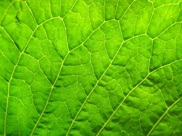 Зелений лист текстури — стокове фото