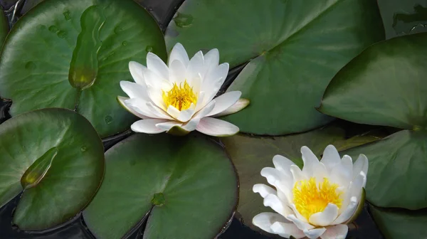 Blooming water lilies — Stock Photo, Image