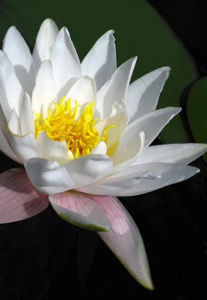 stock image Blooming white water lily