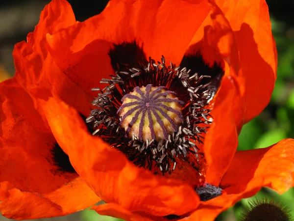 Blooming red poppy close up — Stock Photo, Image
