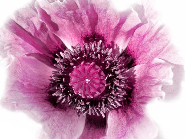 Pink poppy on white — Stock Photo, Image