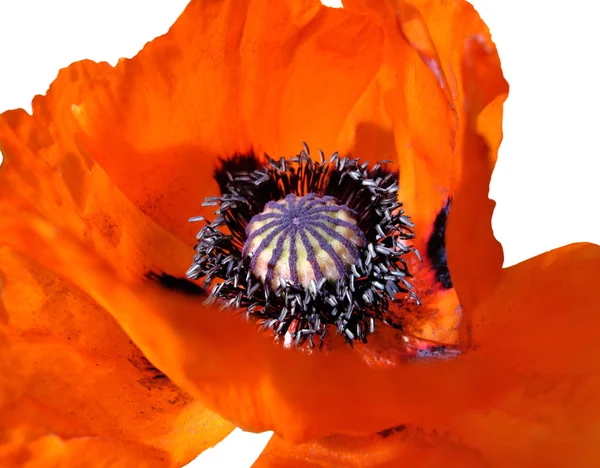 Blooming red poppy — Stock Photo, Image