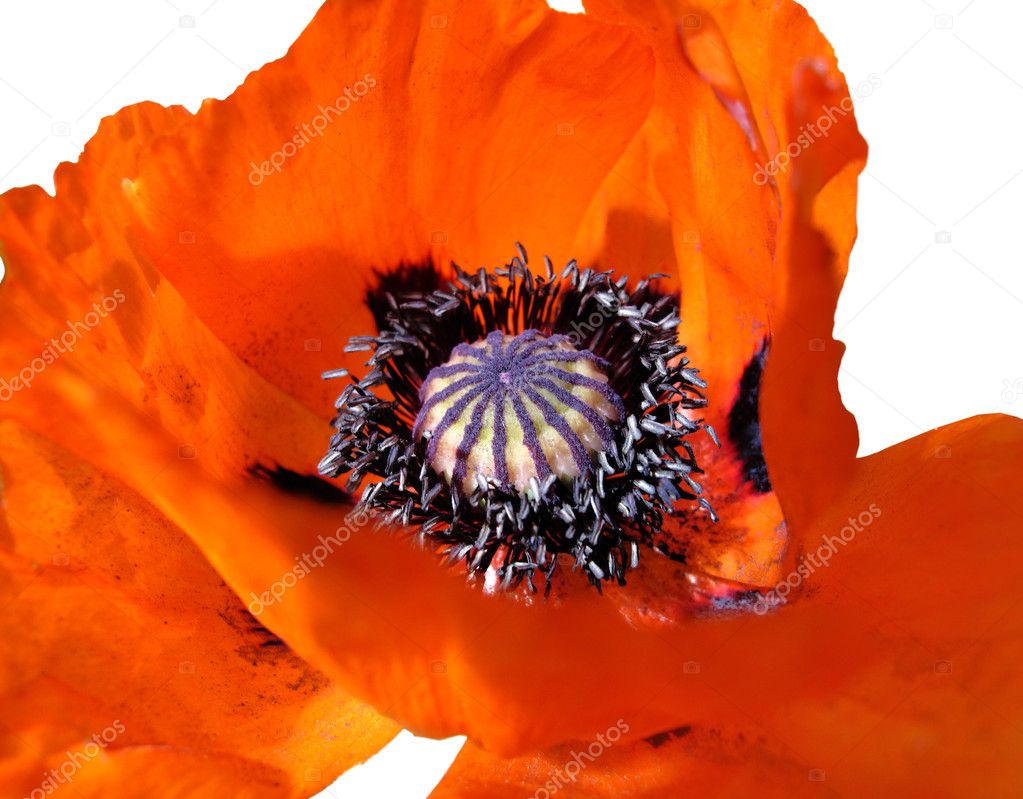 Blooming red poppy