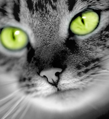 Green-eyed cat clipart