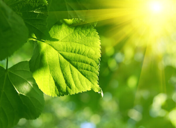 Closeup of green leaf and sun beams