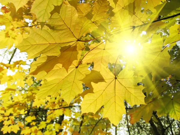 Folhas de outono de árvore de bordo e luz solar — Fotografia de Stock