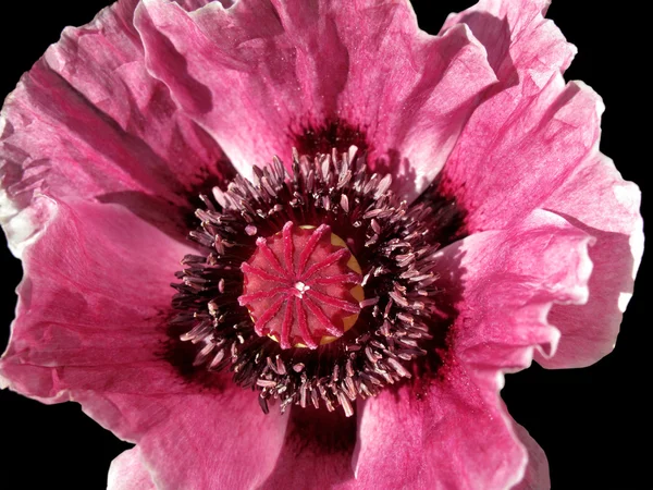 stock image Poppy flower