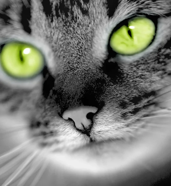 Grünäugige Katze — Stockfoto