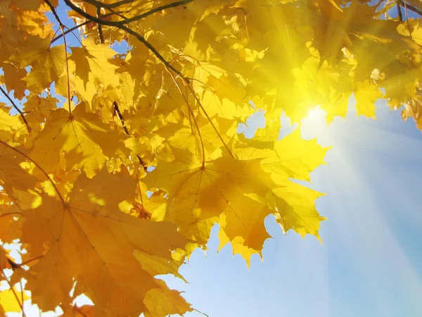 Autumn leaves of maple — Stock Photo, Image