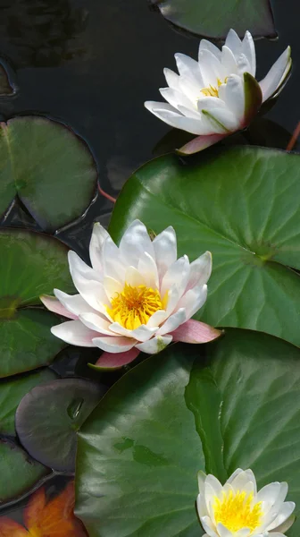 Stock image Blooming water lilies