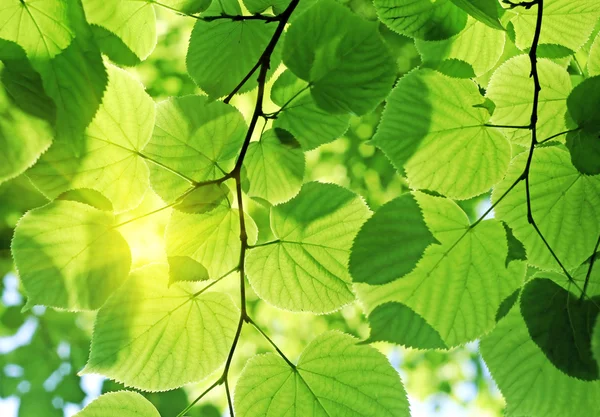 Folhagem verde fresca — Fotografia de Stock