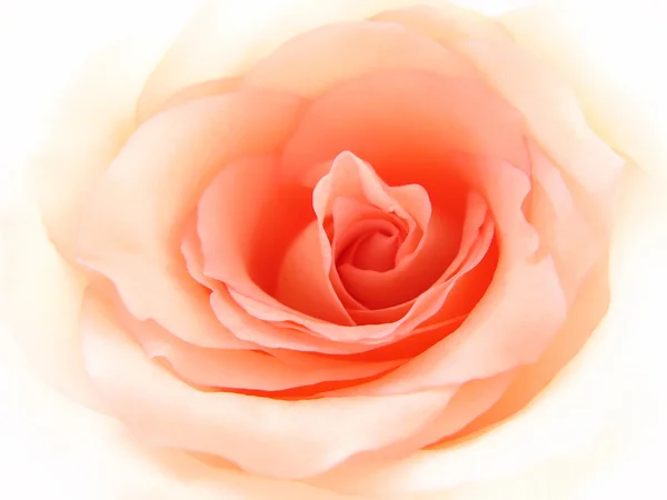 Нежная розовая роза — стоковое фото
