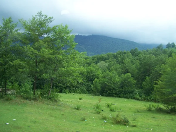 Drewno przed burza niebo Abchazji — Zdjęcie stockowe