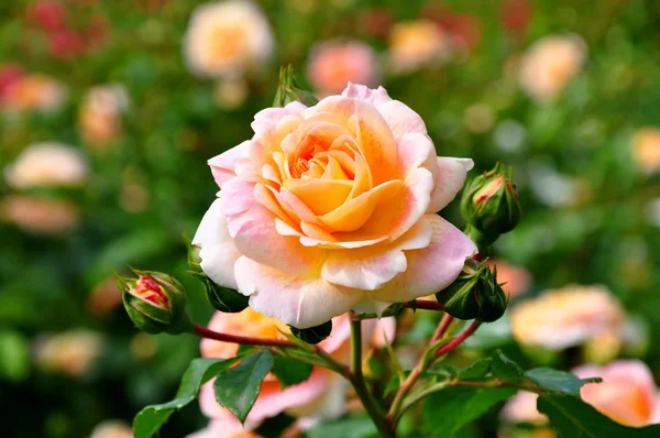 Rosa fiorita — Foto Stock