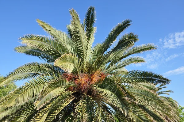 Fan palm tree — Stock Photo, Image