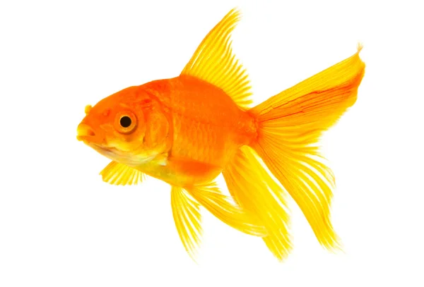 Золотая рыбка Стоковое Изображение