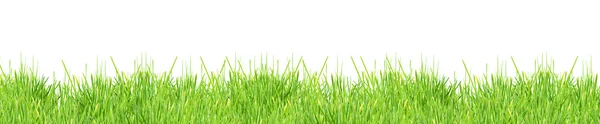 Yalıtılmış yeşil çimen — Stok fotoğraf