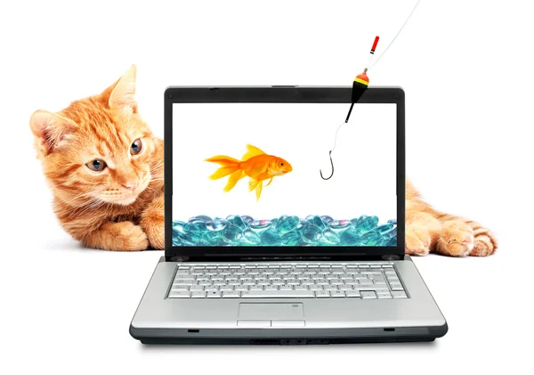 Goldfish, katt, laptop — Stockfoto