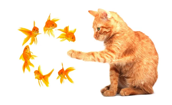Kat spelen met goldfishes — Stockfoto