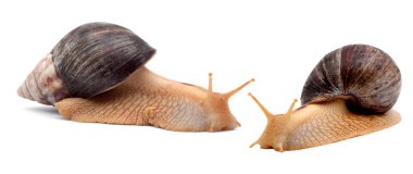 Snails clipart