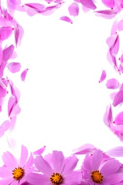 Petals of flowers clipart