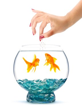 Goldfish clipart