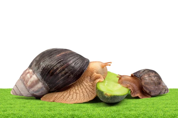 两个棕色蜗牛 — 图库照片