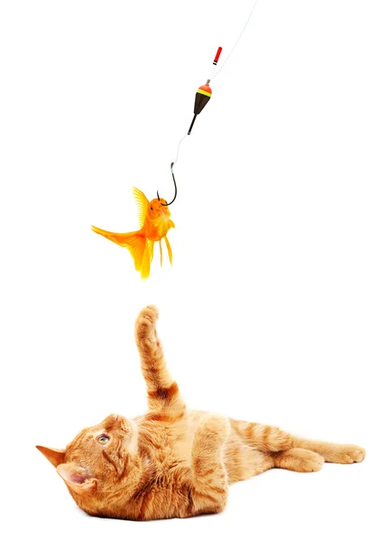 Goldfishes ve kedi — Stok fotoğraf