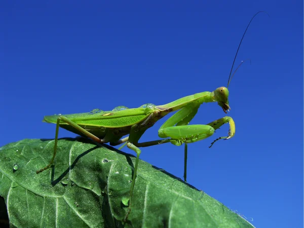 Mantis verde — Fotografia de Stock