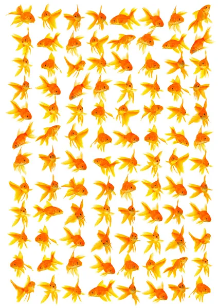 Złotych rybek — Zdjęcie stockowe