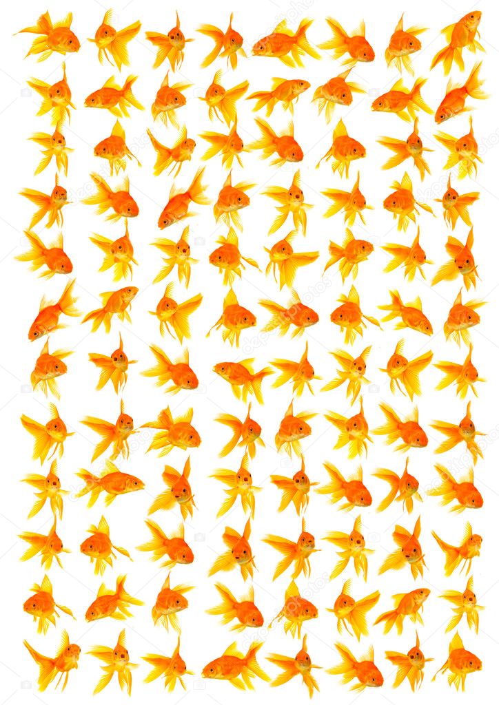 Goldfishes