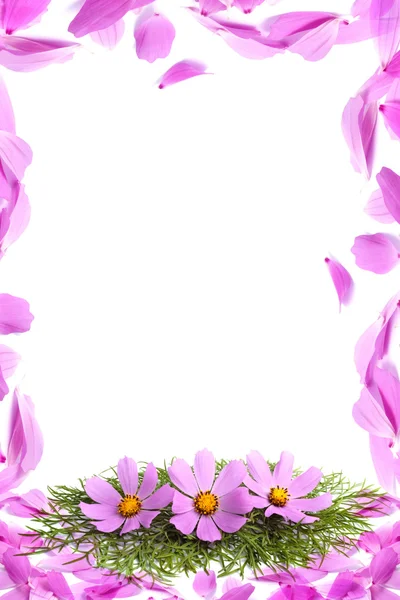 Bloemblaadjes van bloemen — Stockfoto