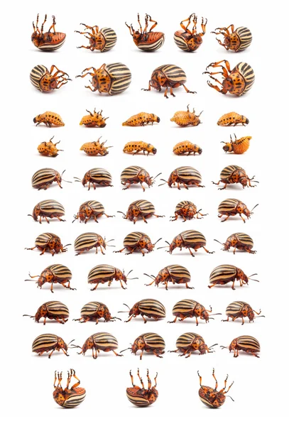 Colorado potatis skalbaggar — Stockfoto