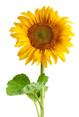 The beautiful sunflower clipart