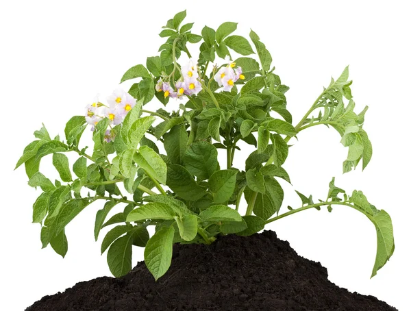 stock image The potato with leaves