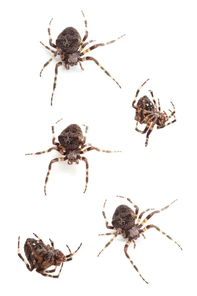 Spindlar — Stockfoto