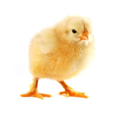 The yellow small chick clipart